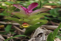 Curcuma aeruginosa